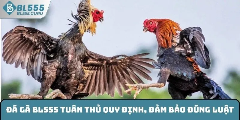 Đá Gà BL555 - Sân Chơi Cá Cược Hấp Dẫn Nhất Hiện Nay 6 Đá gà BL555 sỡ hữu nhiều ưu điểm vượt trội