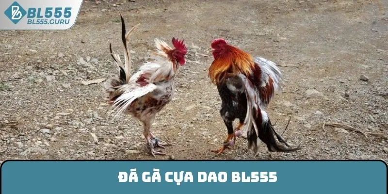 Đá Gà Cựa Dao BL555 - Lựa Chọn Giải Trí Được Ưa Chuộng 2025 4 Đá Gà Cựa Dao BL555 - Lựa Chọn Giải Trí Được Ưa Chuộng 2025