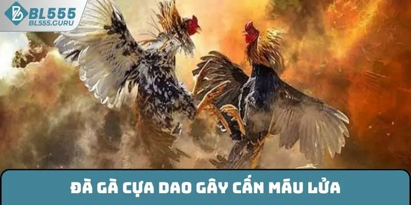 Đá Gà Truyền Thống BL555 - Bộ Môn Giải Trí Hot Nhất Năm 7 Đà gà cựa dao vô cùng gây cấn, máu lửa