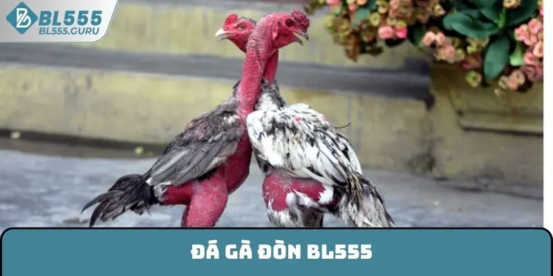 Đá Gà Đòn BL555 - Kinh Nghiệm Chơi Hay Và Hiệu Quả Nhất 4 Đá Gà Đòn BL555 - Kinh Nghiệm Chơi Hay Và Hiệu Quả Nhất