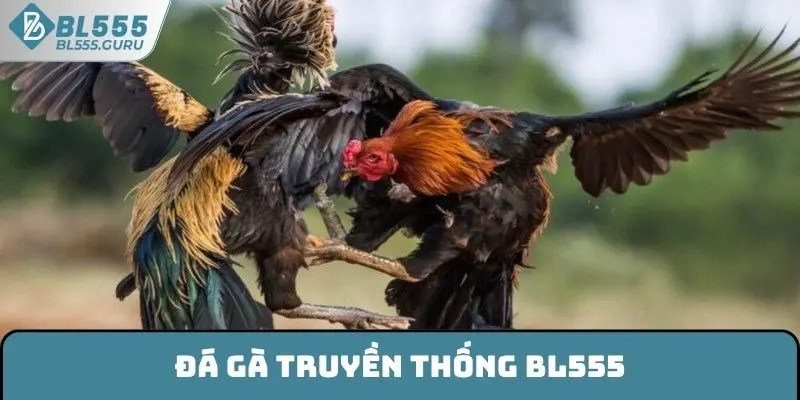 Đá Gà Truyền Thống BL555 - Bộ Môn Giải Trí Hot Nhất Năm 4 Đá Gà Truyền Thống BL555 - Bộ Môn Giải Trí Hot Nhất Năm