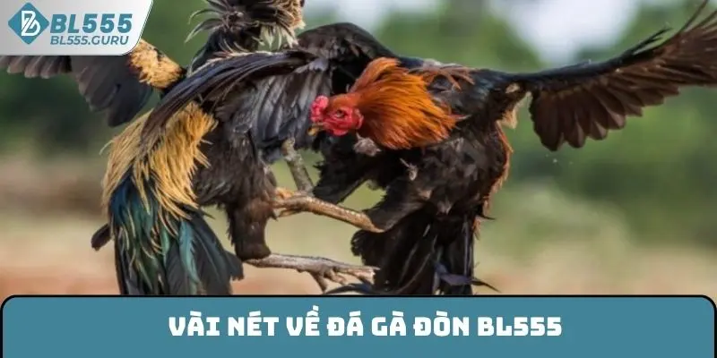 Đá Gà Đòn BL555 - Kinh Nghiệm Chơi Hay Và Hiệu Quả Nhất 5 Vài nét về đá gà đòn BL555